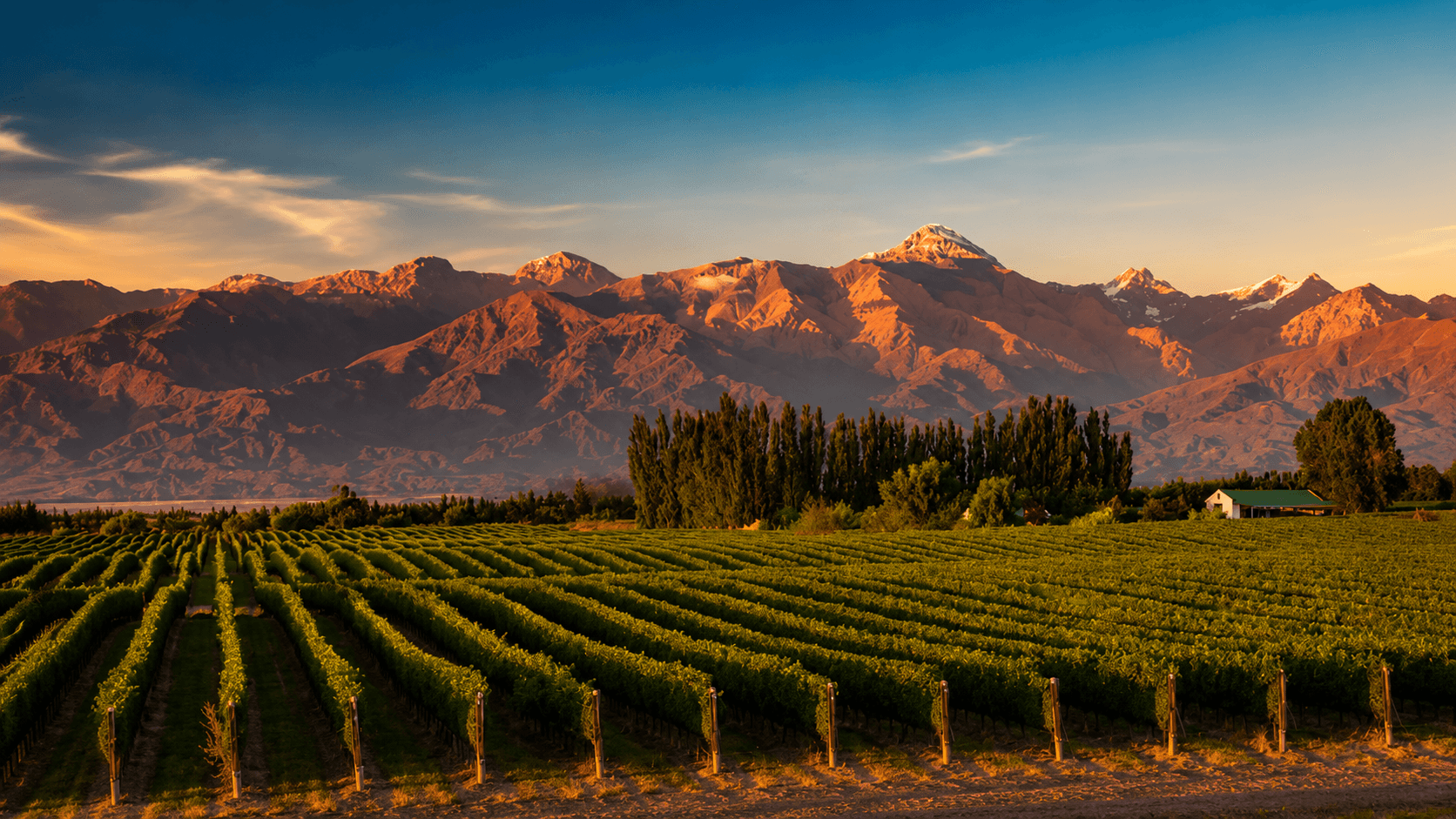 Viñedo mendocino con la Cordillera de los Andes de fondo